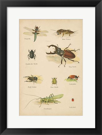 Framed Natural History Book IV Print