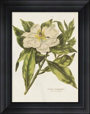 Framed Herbal Botanical II Flower Print