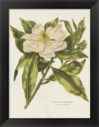 Framed Herbal Botanical II Flower Print