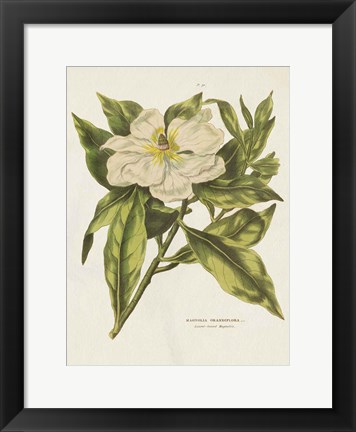 Framed Herbal Botanical II Flower Print