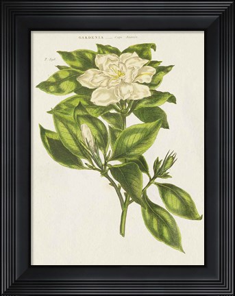 Framed Herbal Botanical IX Flower Print