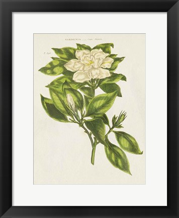 Framed Herbal Botanical IX Flower Print