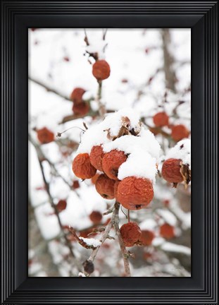 Framed Snowcapped Print