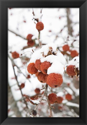 Framed Snowcapped Print