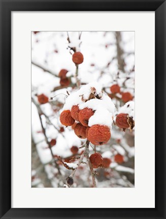 Framed Snowcapped Print