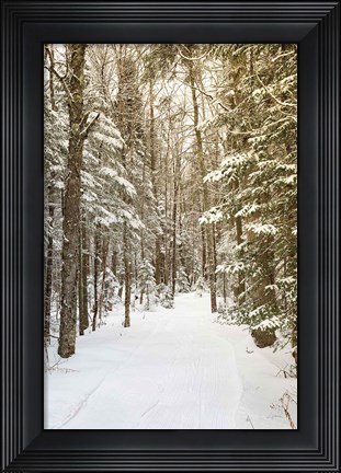 Framed Through the Woods Print