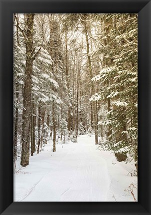 Framed Through the Woods Print