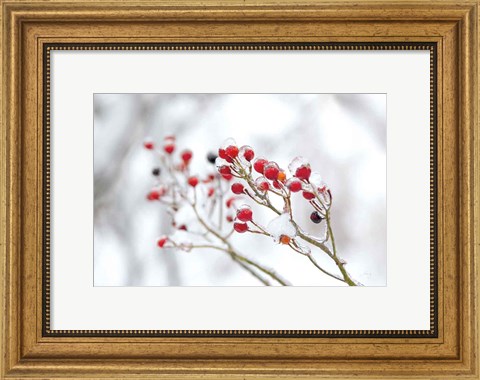 Framed Winter Berries II Print