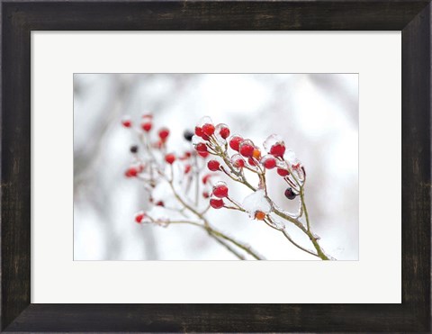 Framed Winter Berries II Print