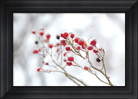 Framed Winter Berries II Print