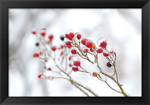 Framed Winter Berries II Print