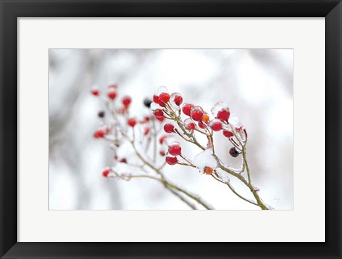 Framed Winter Berries II Print