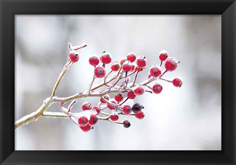 Framed Winter Berries I Print