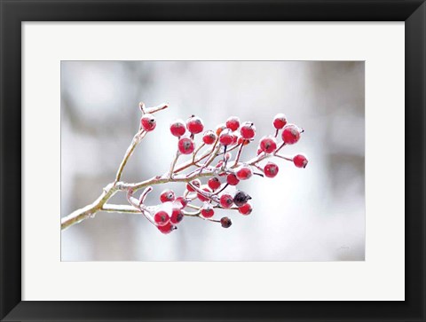 Framed Winter Berries I Print