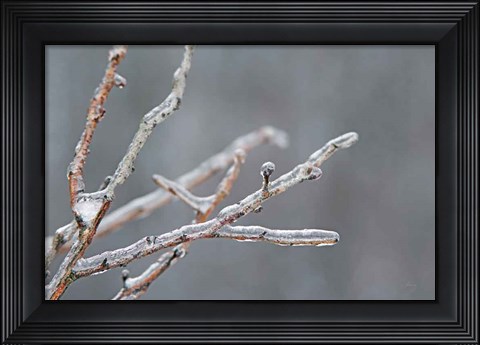 Framed Glistening Branches II Print
