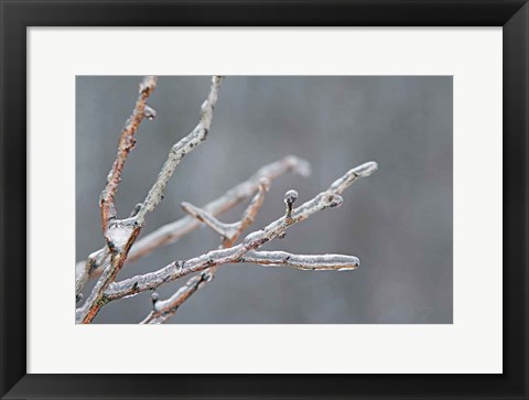 Framed Glistening Branches II Print