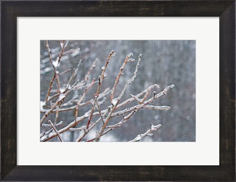 Framed Glistening Branches I Print