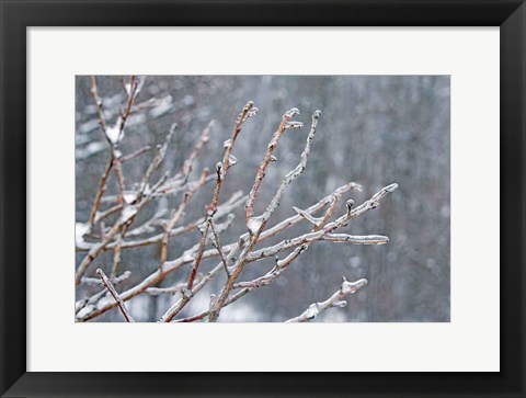 Framed Glistening Branches I Print