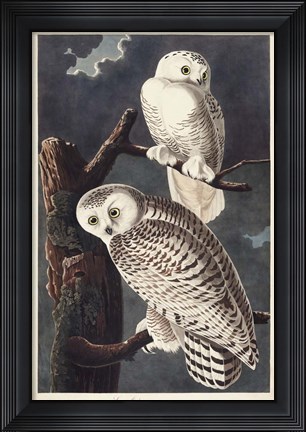 Framed Pl 121 Snowy Owl Print