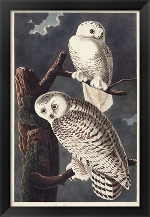 Framed Pl 121 Snowy Owl Print