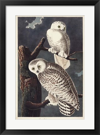 Framed Pl 121 Snowy Owl Print