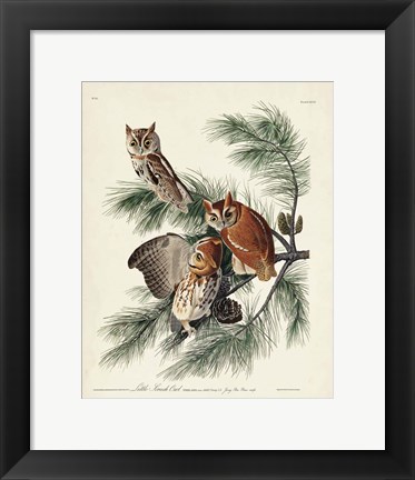 Framed Pl 97 Little Screech Owl Print