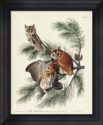 Framed Pl 97 Little Screech Owl Print