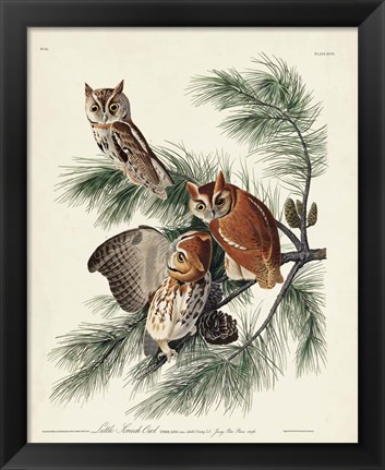 Framed Pl 97 Little Screech Owl Print