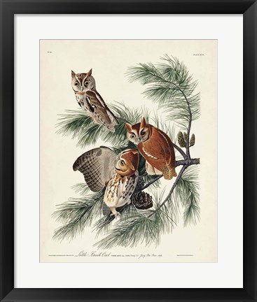 Framed Pl 97 Little Screech Owl Print