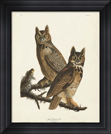 Framed Pl 61 Great Horned Owl Print