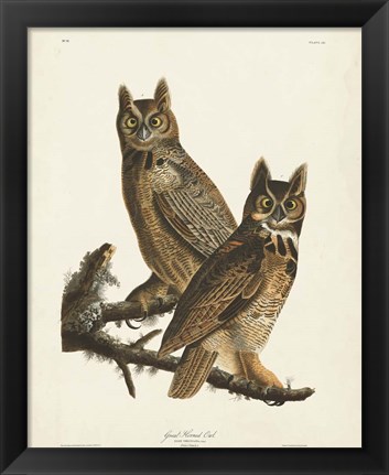 Framed Pl 61 Great Horned Owl Print
