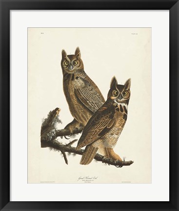 Framed Pl 61 Great Horned Owl Print