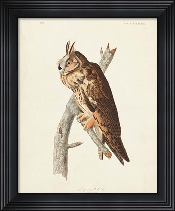 Framed Pl 383 Long-eared Owl Print