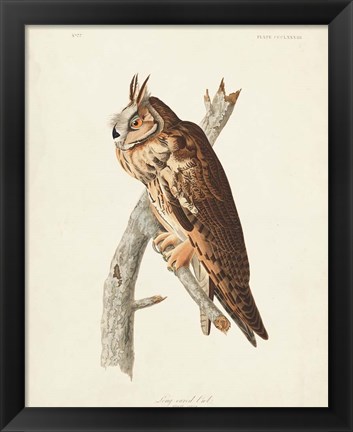 Framed Pl 383 Long-eared Owl Print