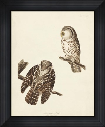 Framed Pl 380 Tengmalm&#39;s Owl Print