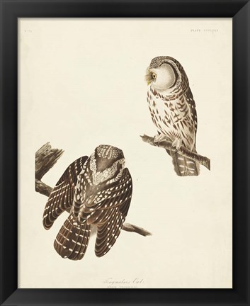 Framed Pl 380 Tengmalm&#39;s Owl Print