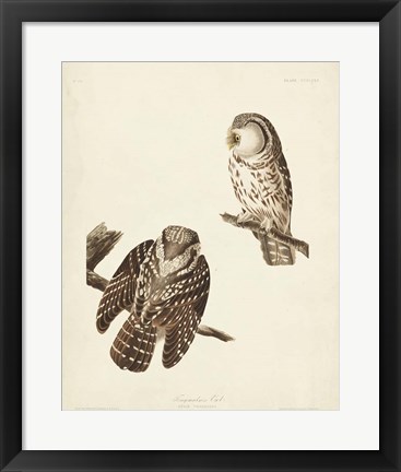 Framed Pl 380 Tengmalm&#39;s Owl Print