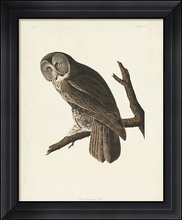 Framed Pl 351 Great Cinereous Owl Print