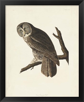 Framed Pl 351 Great Cinereous Owl Print