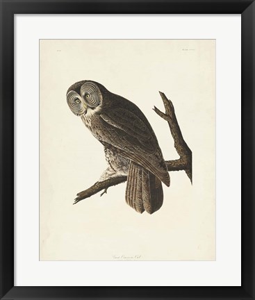 Framed Pl 351 Great Cinereous Owl Print