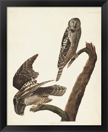 Framed Pl 378 Hawk Owl Print