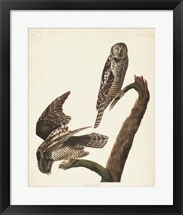 Framed Pl 378 Hawk Owl Print