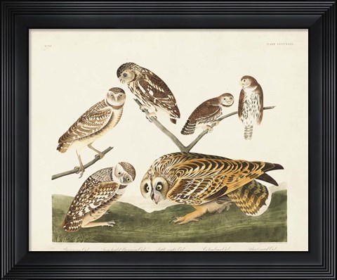 Framed Pl 432 Burrowing Owl Print