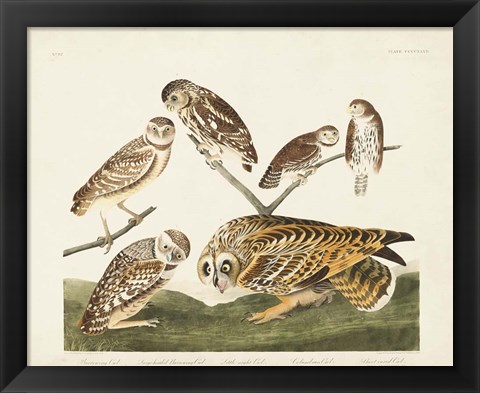 Framed Pl 432 Burrowing Owl Print