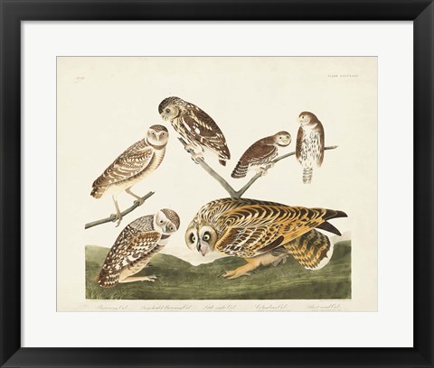 Framed Pl 432 Burrowing Owl Print