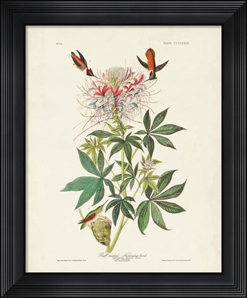 Framed Pl 379 Ruff-necked Hummingbird Print