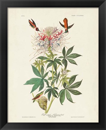 Framed Pl 379 Ruff-necked Hummingbird Print