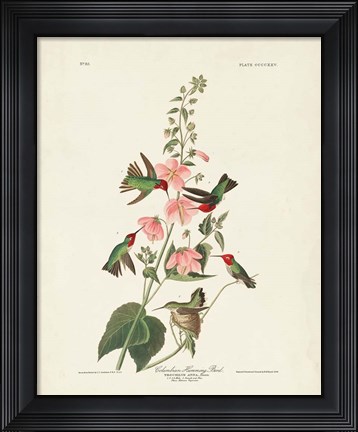Framed Pl 425 Columbian Hummingbird Print