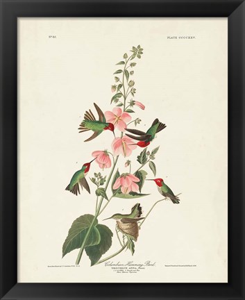 Framed Pl 425 Columbian Hummingbird Print