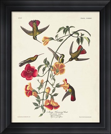 Framed Pl 184 Mango Hummingbird Print